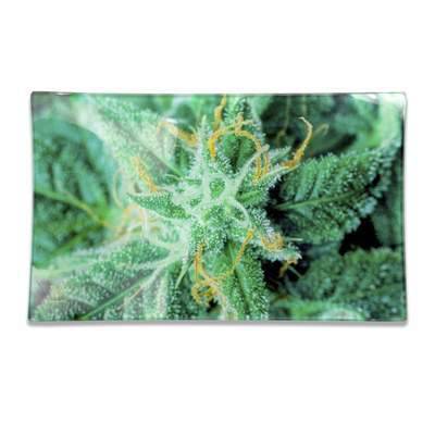 AK-47 Shatter Resistant Rolling Tray | Smokefair