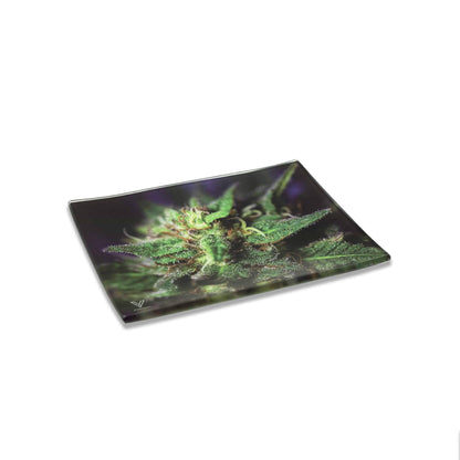 Blue Dream Glass Shatter Resistant Rolling Tray